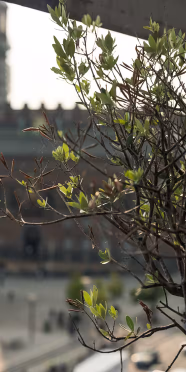 A leafy plant in the foreground with a blurred view of a large, historic building and an open square in the background, suggesting an urban setting. The scene is lit by soft, natural daylight.